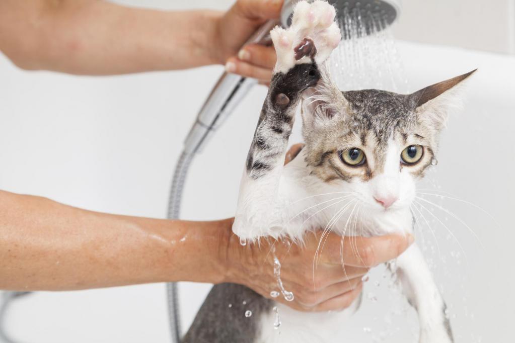как помыть кота в ванной