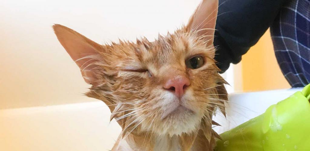 мытье домашней кошки в тазике