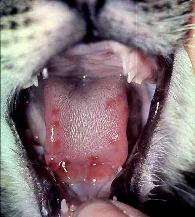 кальцивироз у кошек симптомы и лечение