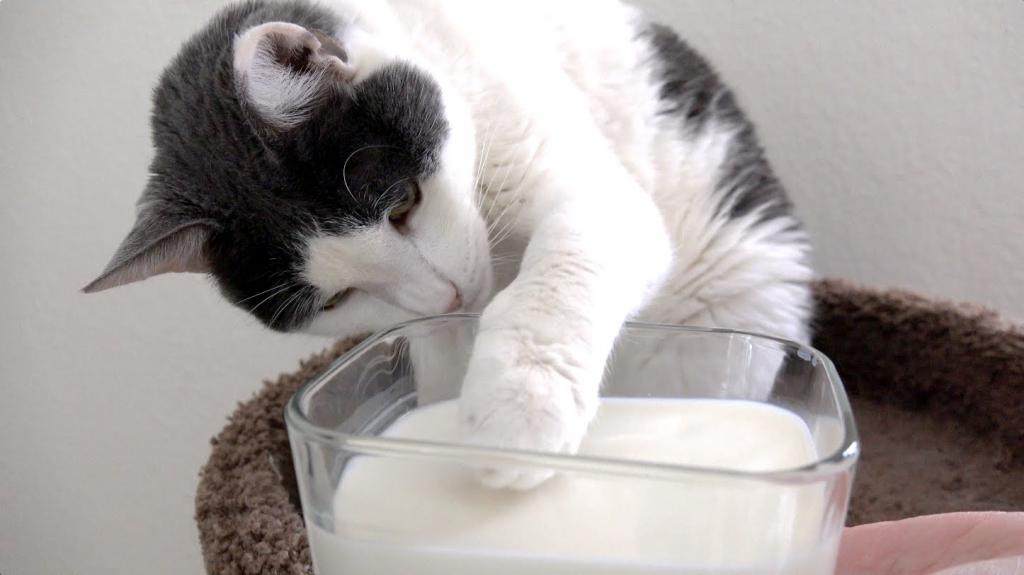 кошка пьет молоко