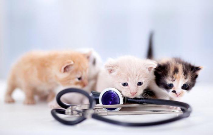 когда котятам делают первую прививку