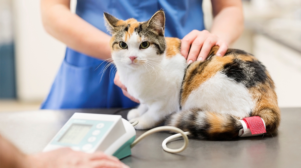 Кошка у ветеринарного врача