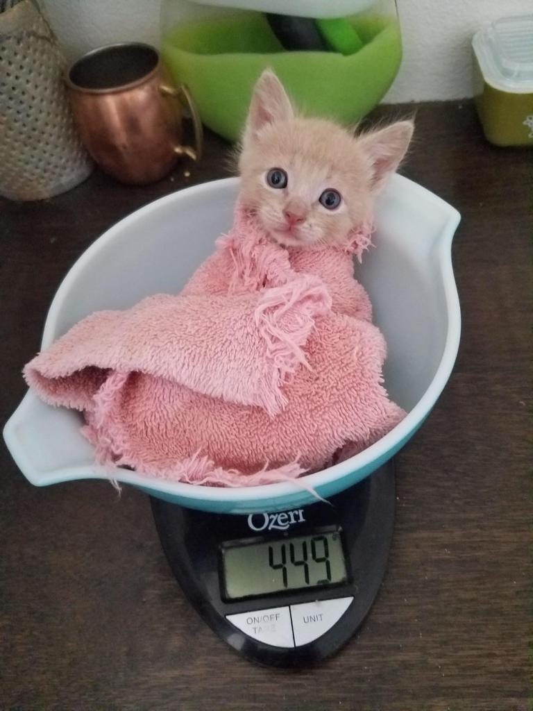 Рыжий котенок на весах