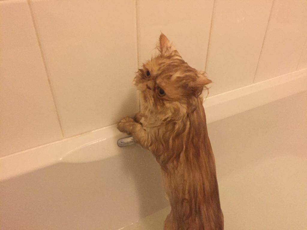Кот в ванной