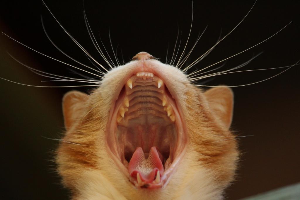 кошка открыла рот