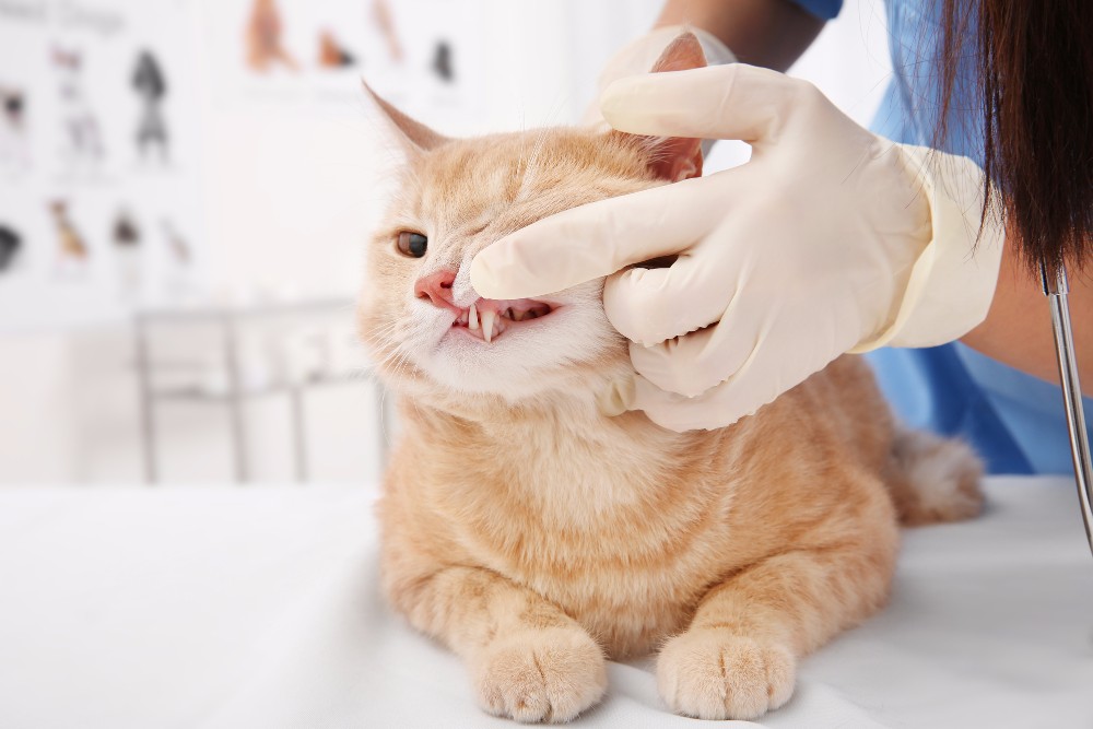 Зубы кота