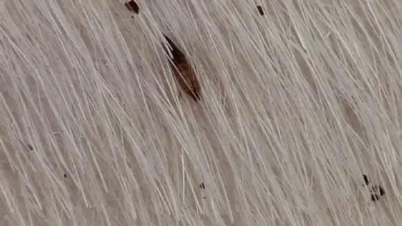 animated gif of cat flea laying an egg in a dogs fur
