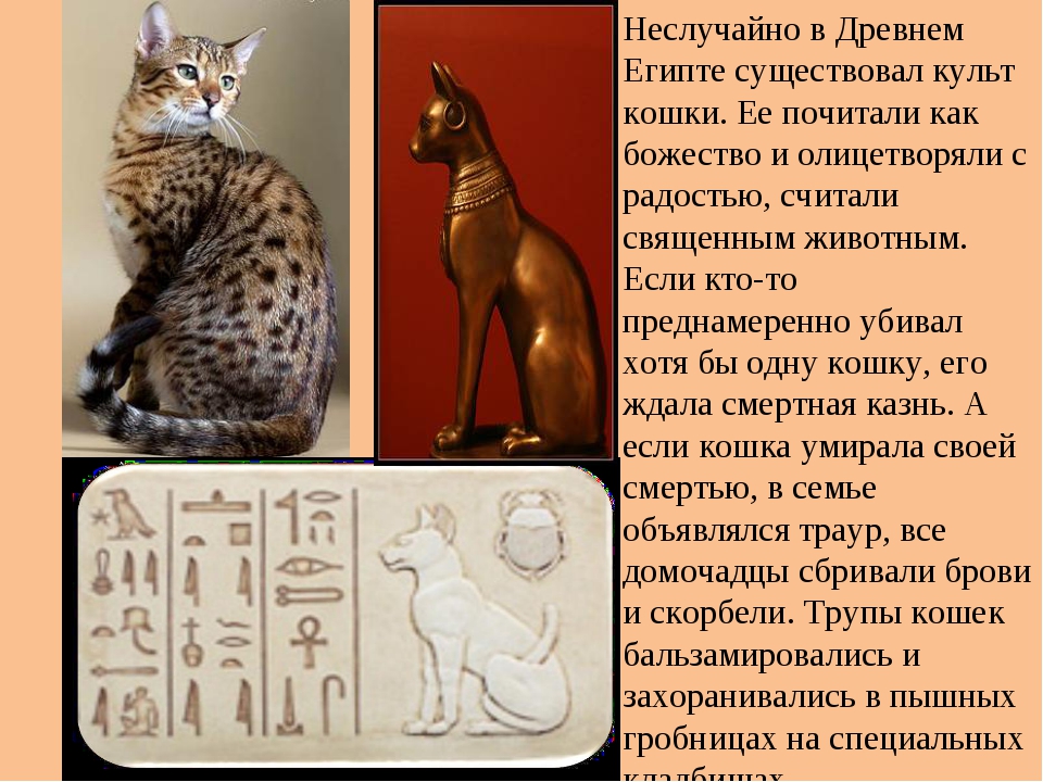 Почему в египте было. Почитание котов в древнем Египте. Священная кошка в древнем Египте. Поклонение кошкам в древнем Египте. Кошка Священное животное Египта.