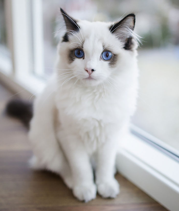 14. Кот с глазами цвета океана.