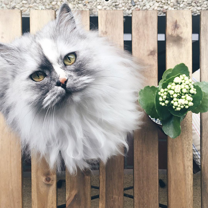 16. Алиса, персидская кошка с мраморным мехом.