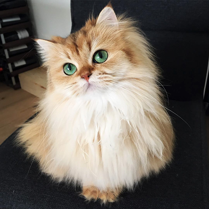2. Смузи, самая фотогеничная кошка в мире.