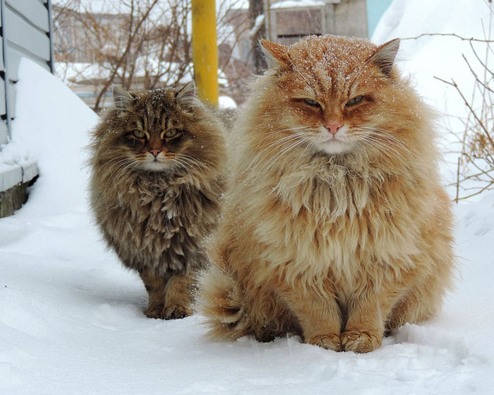 8. «Суровые» сибирские кошки.