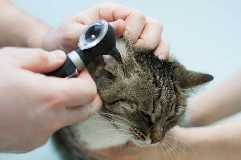 Чем лечить хронический отит у кошек