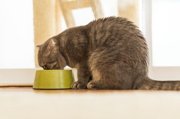 Ожирение у кошек: причины ожирения у кошек