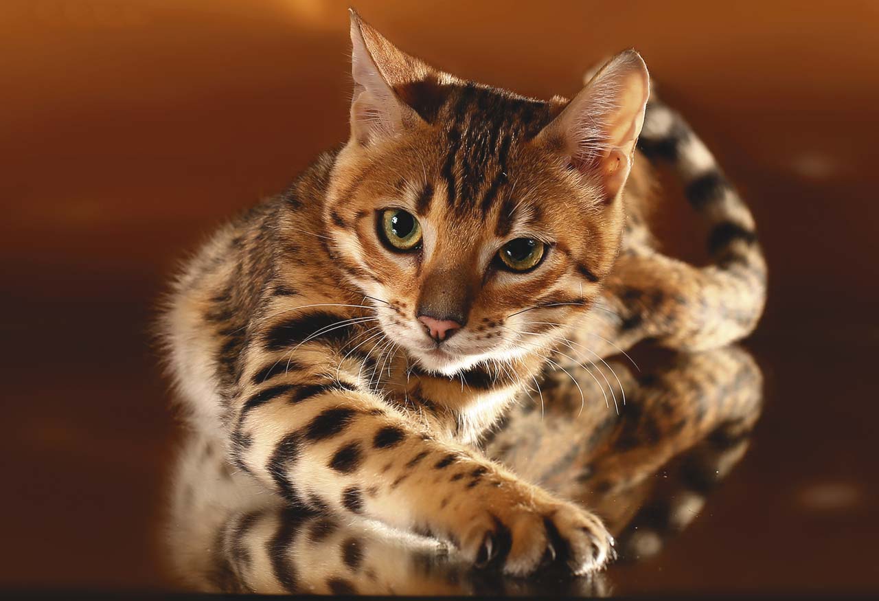 домашняя кошка леопардового окраса порода