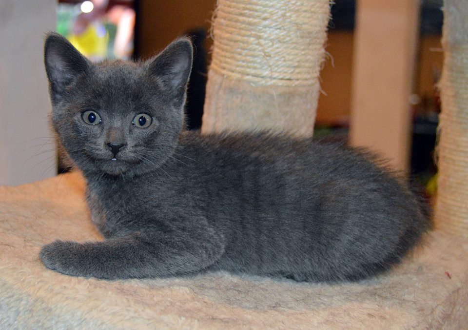Имя для кота мальчика серого цвета. Котята девочки серого цвета. Имя для серого котенка. Имя для котёнка мальчика серого. Имена для кошечек серого цвета.