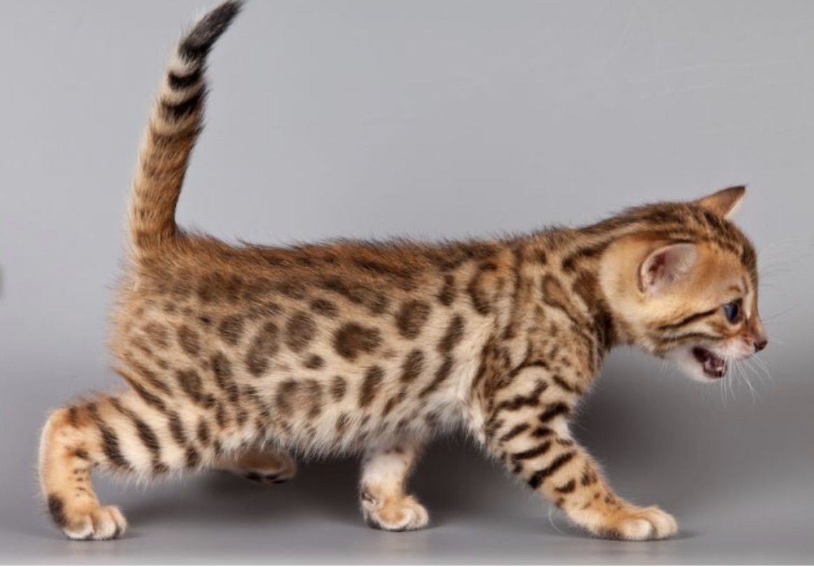 бенгальская кошка леопардового окраса