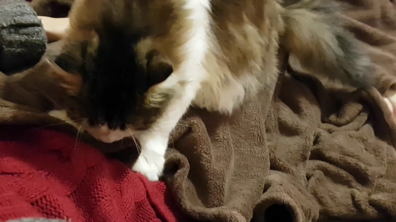 Почему кошки перебирают лапами. Котик топчется. Кошка месит лапами. Котики мнут лапками одеяло. Кот мнет лапками.