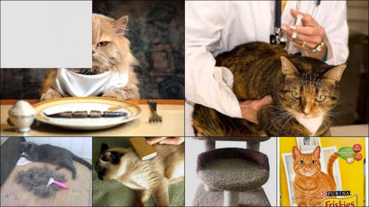 Рвота у кошек после еды. Кошку тошнит после еды.