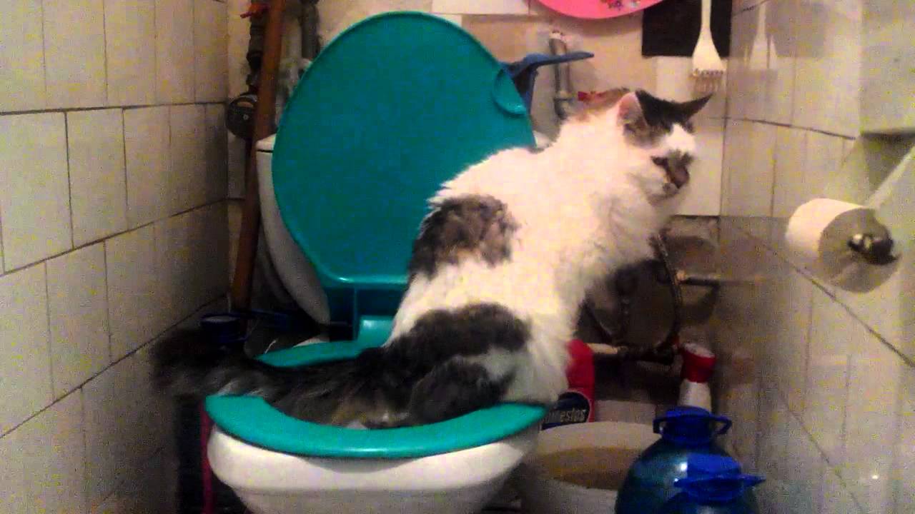Почему жидко ходит в туалет. Кошка ходит в унитаз. Кот ходит в туалет жидким. Кошка жидко ходит в туалет.