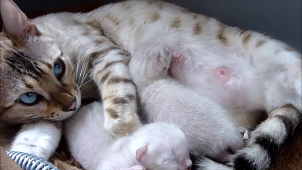 Кошка и котята после родов. Новорожденные бенгальские котята. Роды бенгальской кошки.
