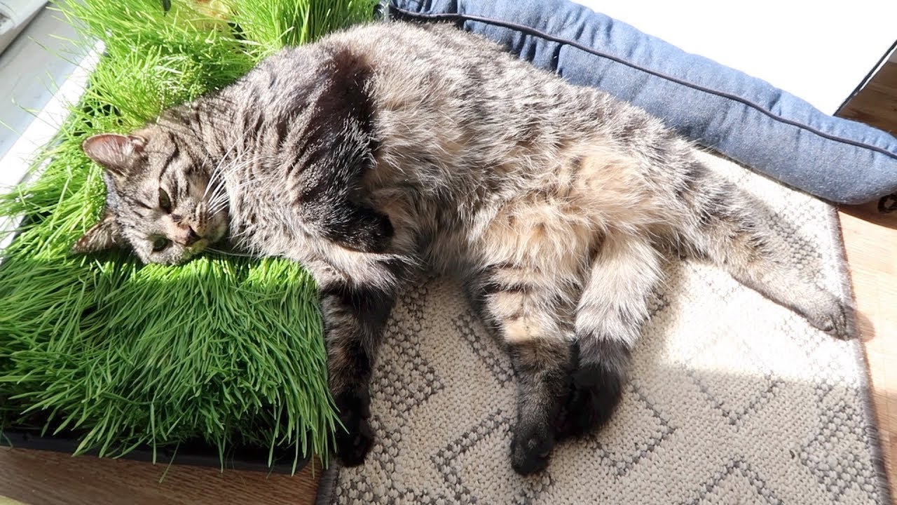 Как избавиться от кошек на участке. Кошачья травка. Зелень для кошек. Кот в траве. Выращивать траву для кошек.