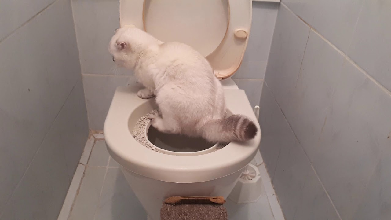 Как помочь котенку сходить в туалет. Котенок какает. Туалетный котенок. Кот ходит на унитаз. Котенок в унитазе.