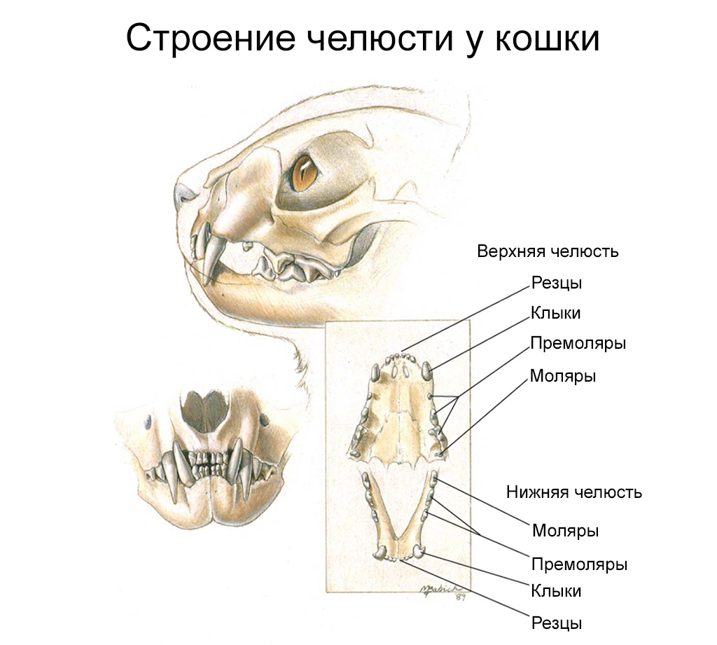 Кальцевирусная инфекция у кошек схема лечения