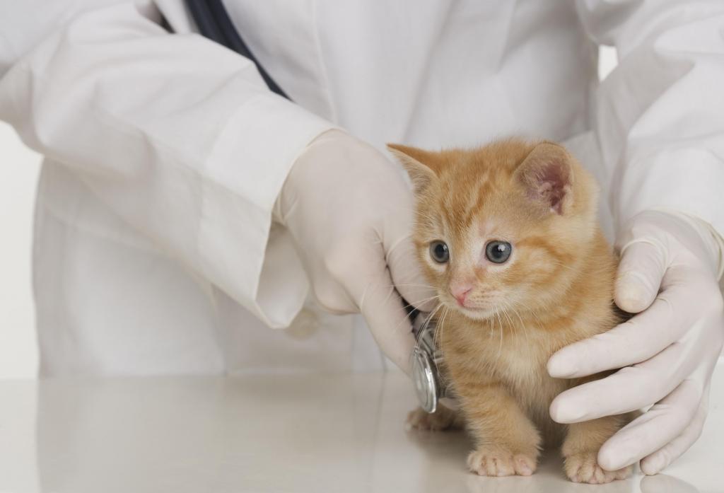 Почему котята часто чихают: причины, лечение
