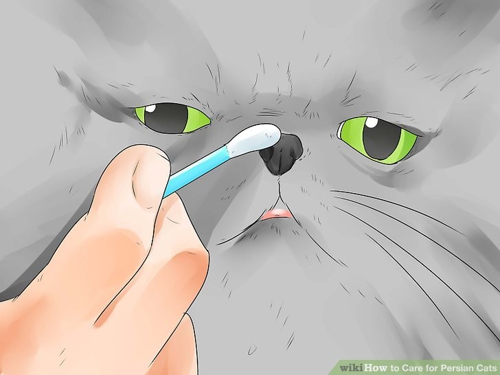 Влажный нос у кошки