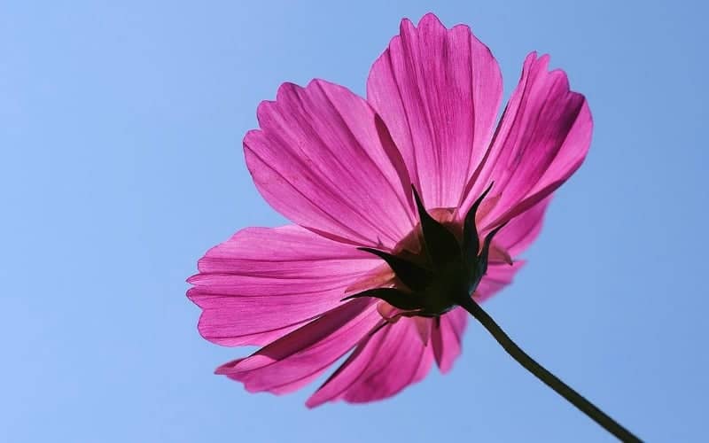 pink flower against a blue sky
