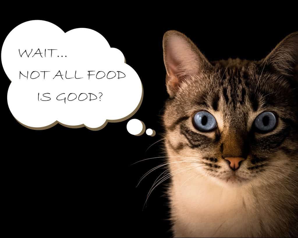 Cat wandering: are not all cat foods good? 