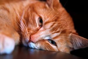 Home Remedies for Tapeworm in Cats - A More Natural Approach 1