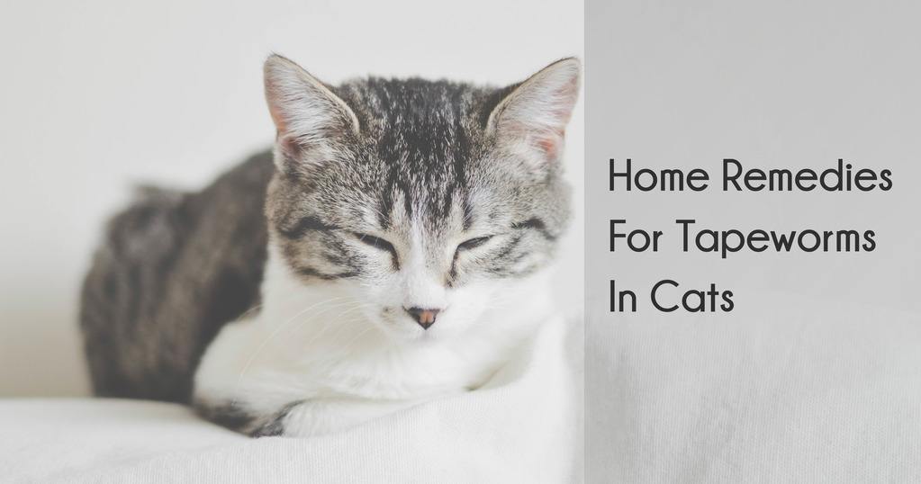Home Remedies for Tapeworm in Cats