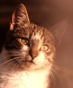 blurry portrait of a cat