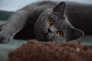 Most Fabulous Gray Cat Breeds And Their Characteristics 3
