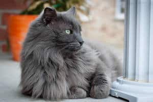 Most Fabulous Gray Cat Breeds And Their Characteristics 7