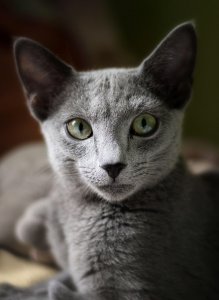 Most Fabulous Gray Cat Breeds And Their Characteristics 2