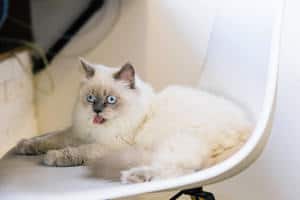 image of a kitty with tongue out