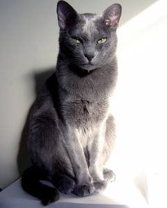 Most Fabulous Gray Cat Breeds And Their Characteristics 1