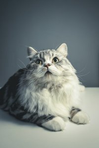 Most Fabulous Gray Cat Breeds And Their Characteristics 5