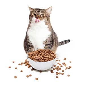 image of an obese feline eating from bowl