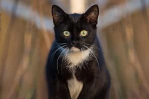 image of a male black and white kitty