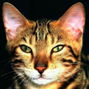 image of a face of a tabby feline