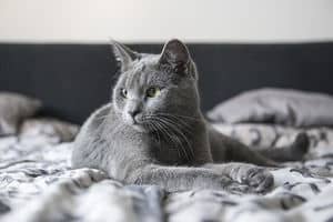 83 Amazing Gray Cat Names For Your Ash-Like Beauty 4