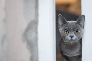 83 Amazing Gray Cat Names For Your Ash-Like Beauty 5