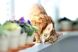 image of a Bengal kitty on a window