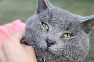 83 Amazing Gray Cat Names For Your Ash-Like Beauty 2