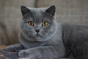 83 Amazing Gray Cat Names For Your Ash-Like Beauty 1