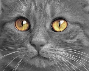 83 Amazing Gray Cat Names For Your Ash-Like Beauty 6